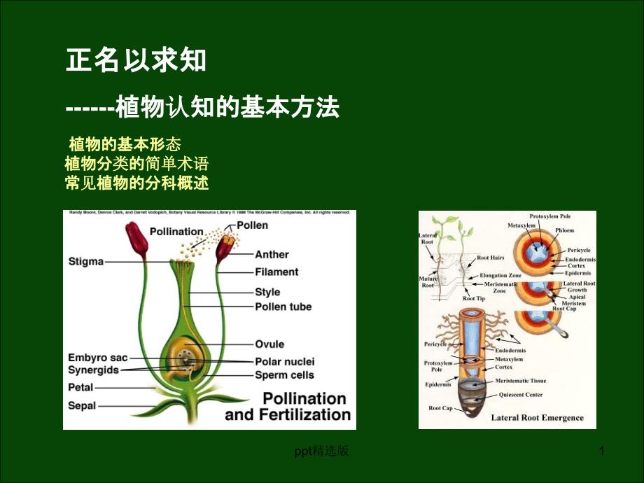 植物认知的基本方法课件_第1页