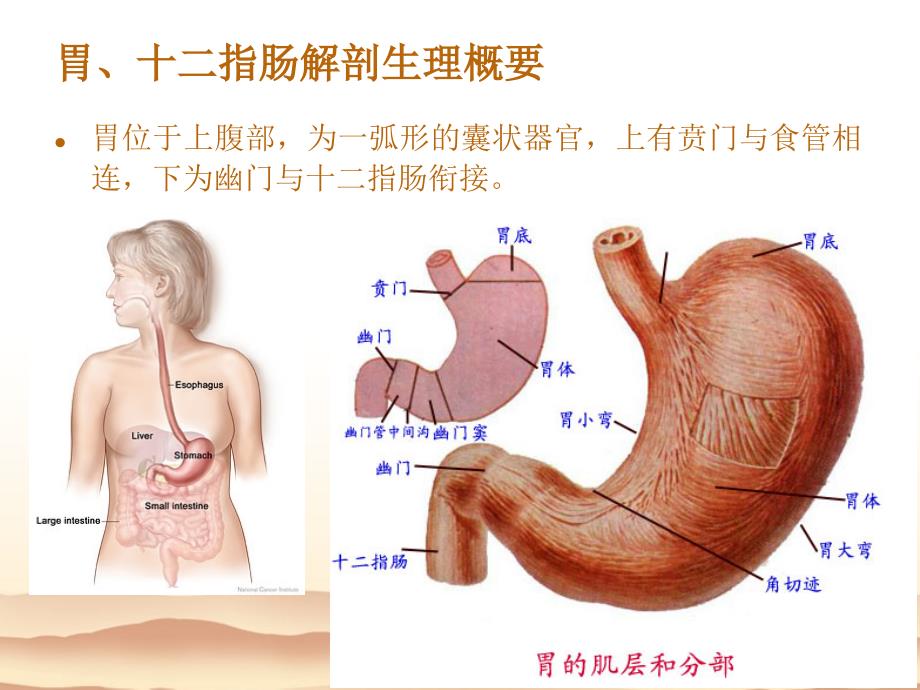 胃十二指肠疾病病人的护理2课件_第1页