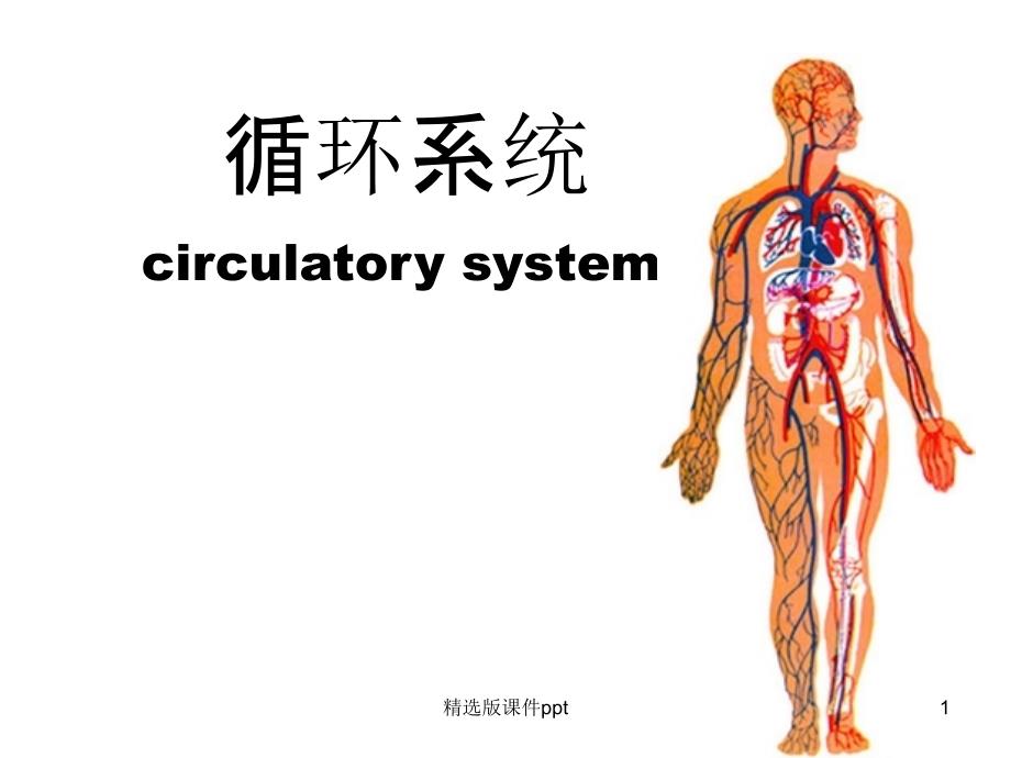 组织学与胚胎学-组胚-循环系统课件_第1页