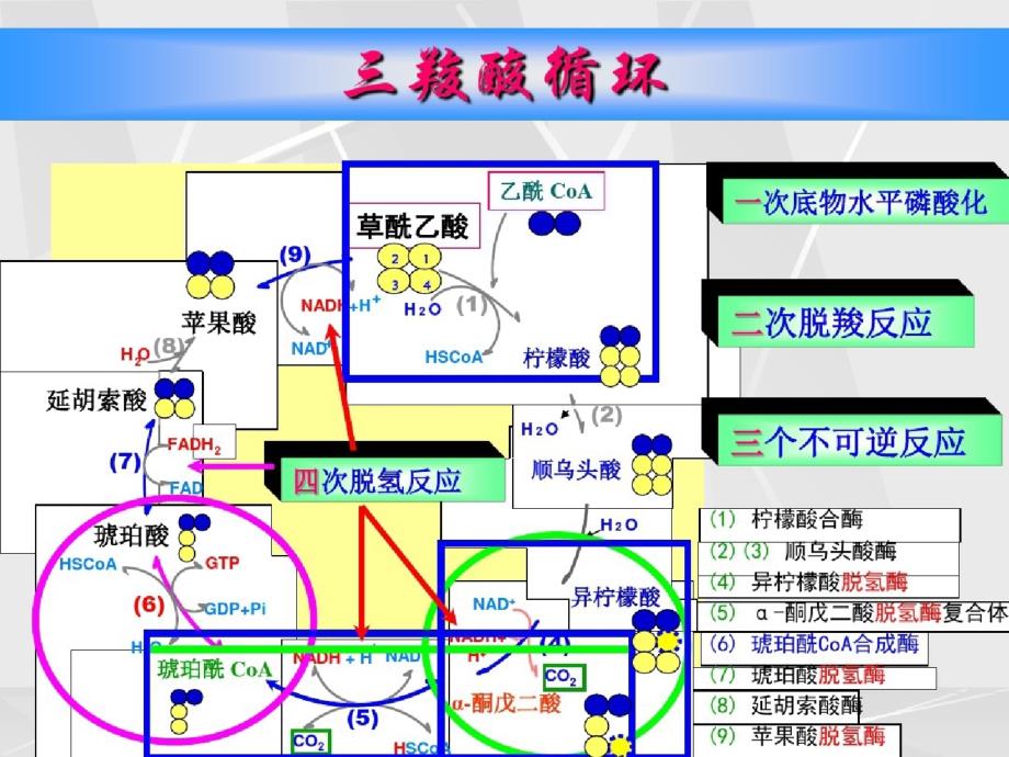 物质代谢及其调节2课件_第1页