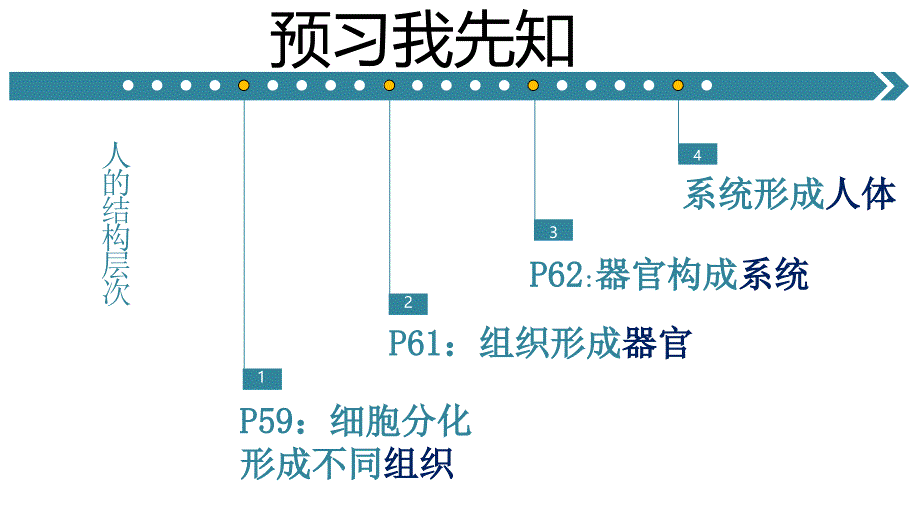 第二节动物体的结构层次课件_第1页