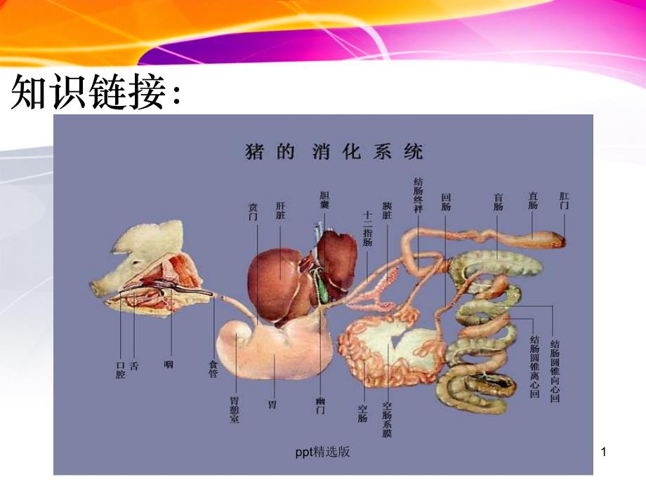 第一章第二节猪的内脏：呼吸系统课件_第1页