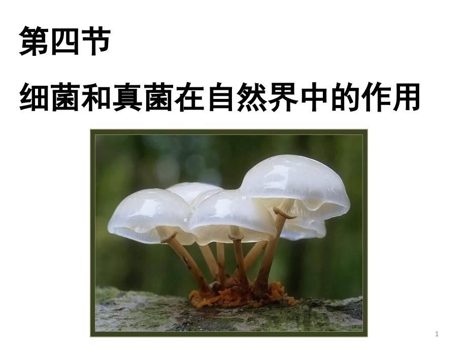 课件细菌真菌在自然界中的作用_第1页