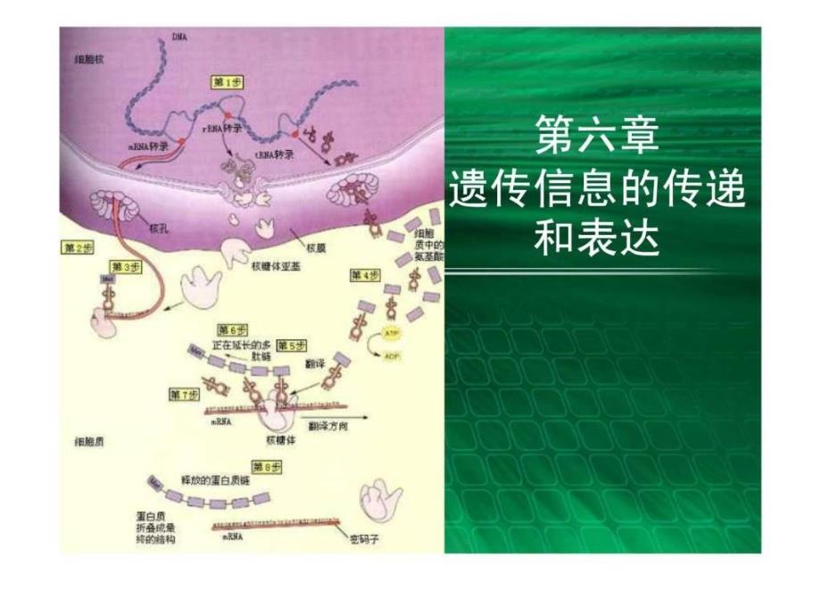 遗传信息课件_第1页