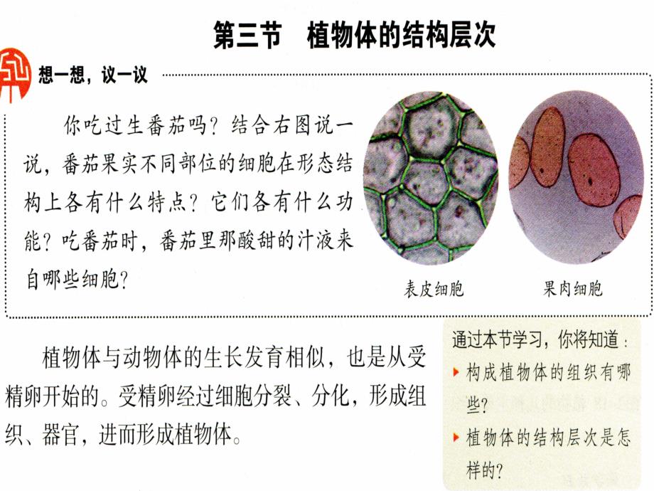 人教初中生物七上《第2单元-第2章-第3节-植物体的结构层次》-精美原创课件-6_第1页
