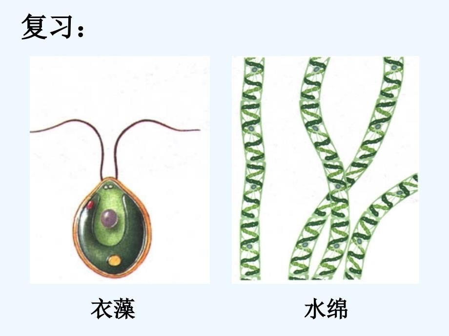 七年级生物上册 第二节种子植物课件 人教新课标版_第1页