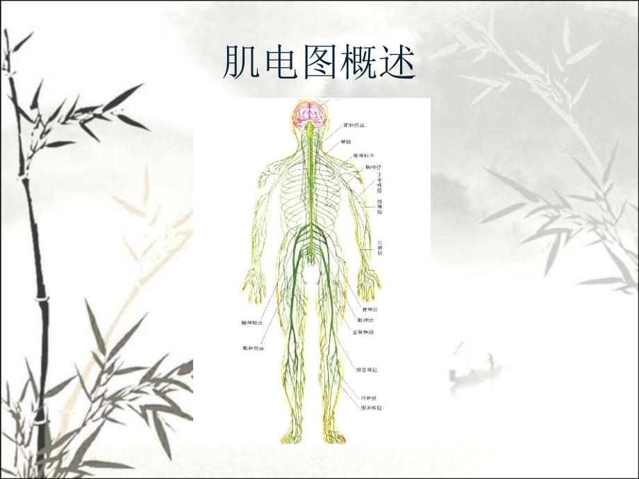 肌电图概述-PPT课件_第1页