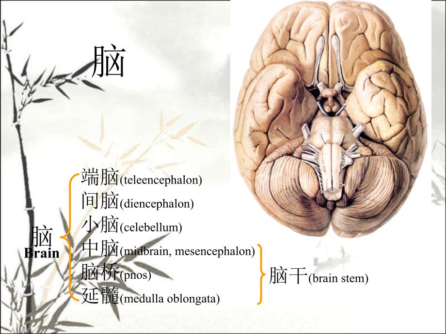 脑干(解剖)ppt课件_第1页