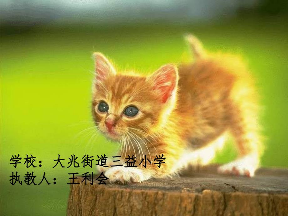 15《猫》高效课堂第一课时课件_第1页