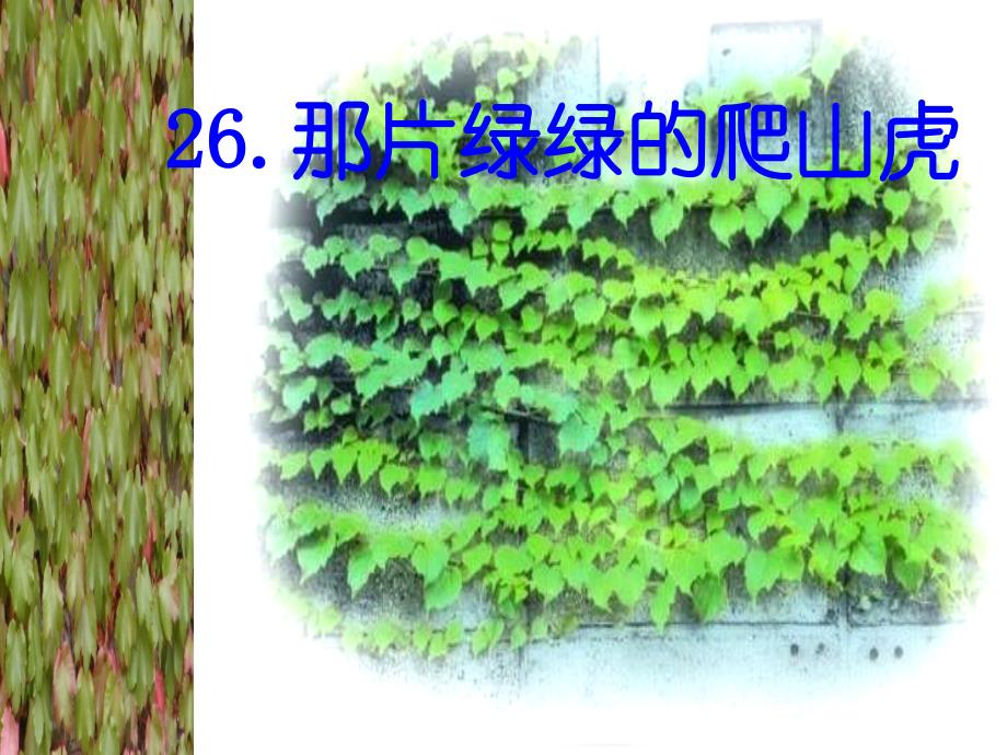 26那片绿绿的爬山虎 (4)_第1页