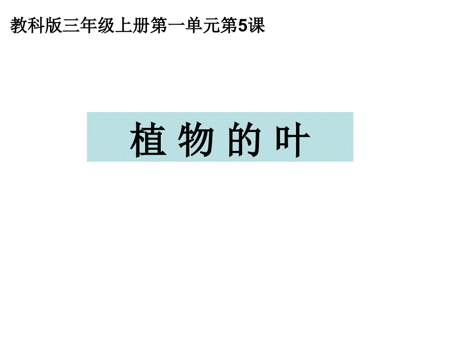 三上一5植物的叶陈建秋_第1页