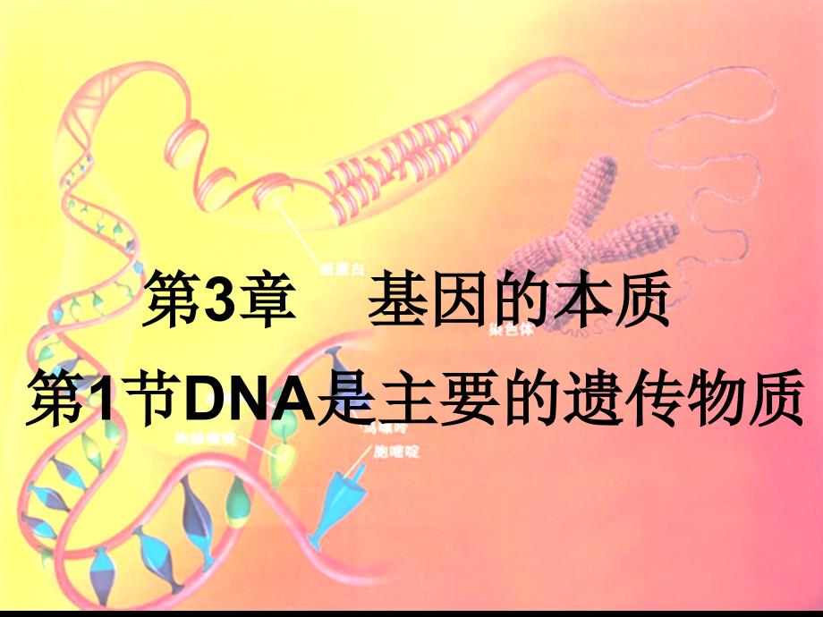 DNA是主要的遗传物质课件1_第1页