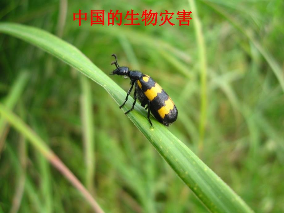 中国的生物灾害课件_第1页