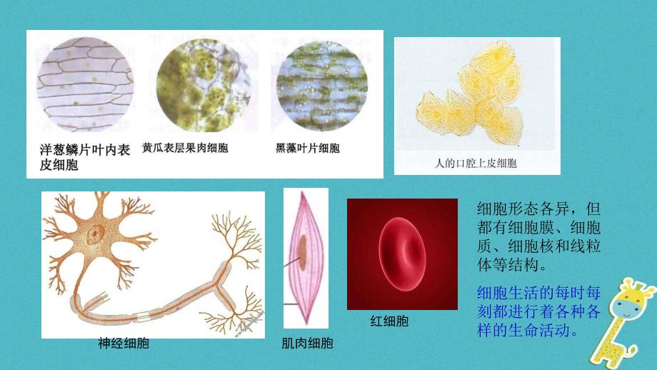 七年级生物上册第二单元第一章第四节细胞的生活课件新版新人教版(1)_第1页