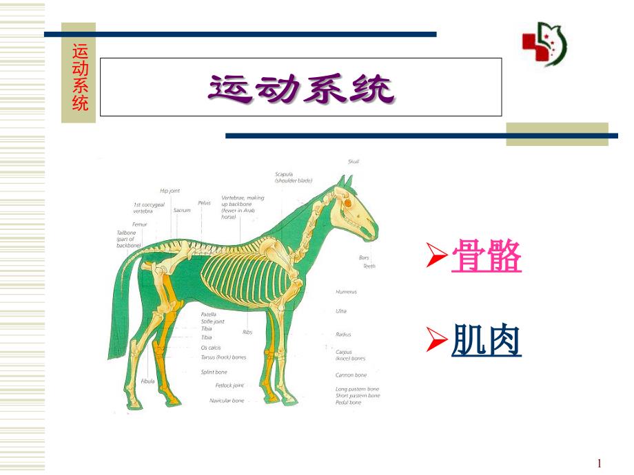 运动系统骨骼课件_第1页