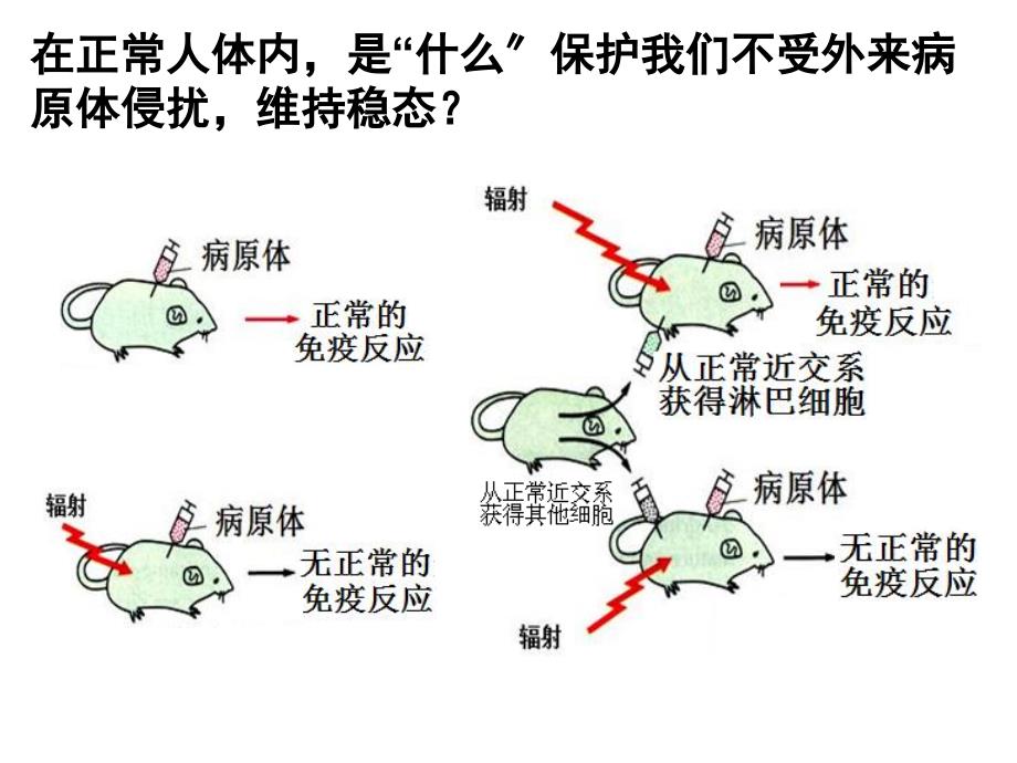 免疫系统课件_第1页