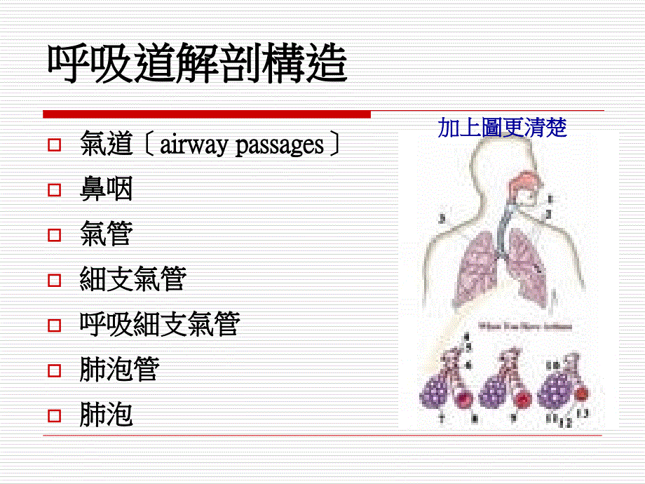 呼吸道解剖构造课件_第1页