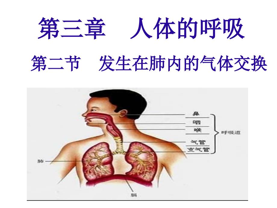 课件发生在肺内的气体交换_第1页