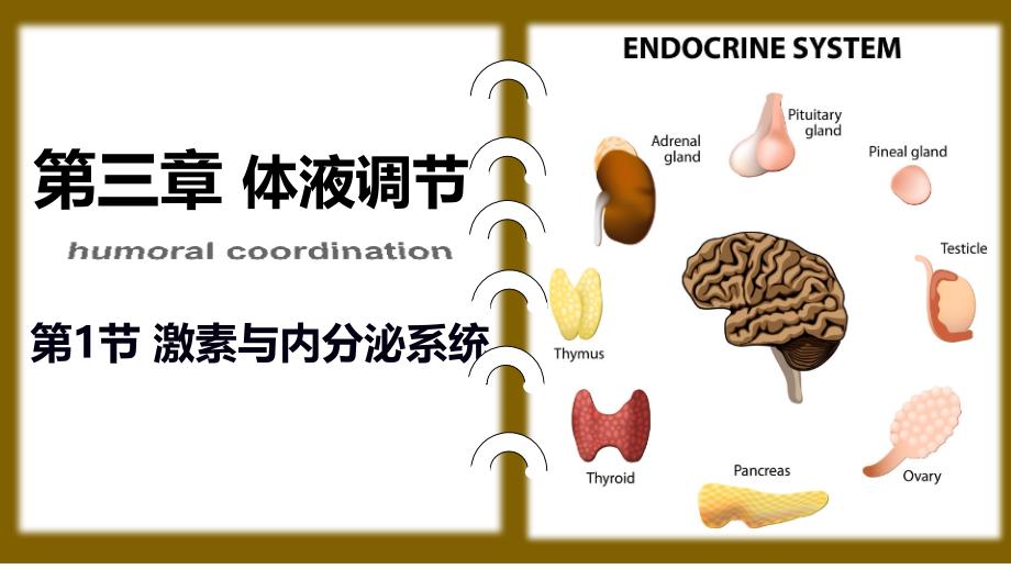 激素与内分泌系统课件人教版选择性必修一-_第1页