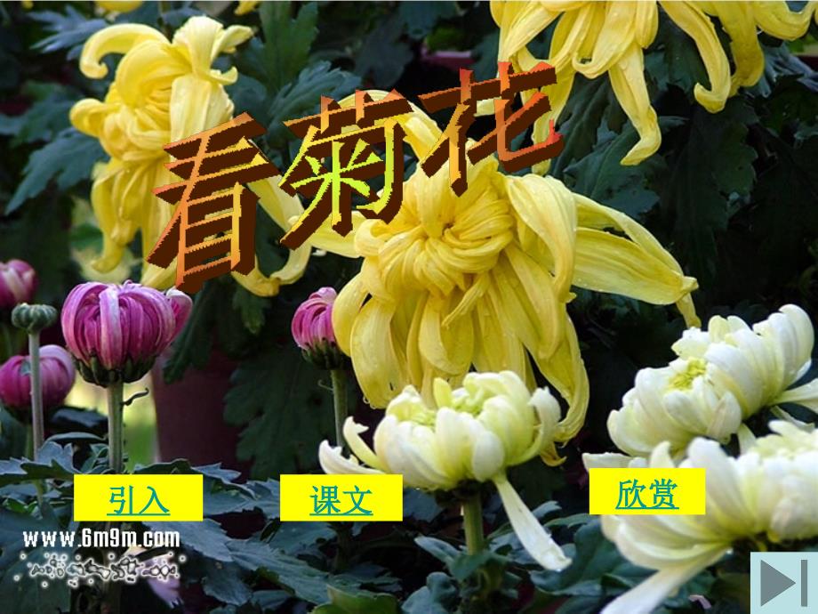 苏教版一年级《看菊花》1课件_第1页