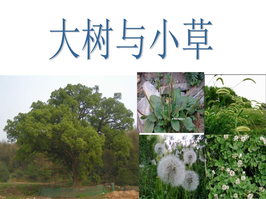 大树与小草-小学三年级科学教案课件_第1页