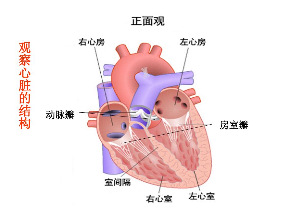 5物质运输路线课件_第1页