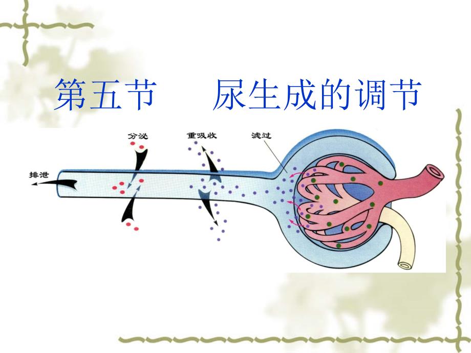 尿的生成和排出3课件_第1页