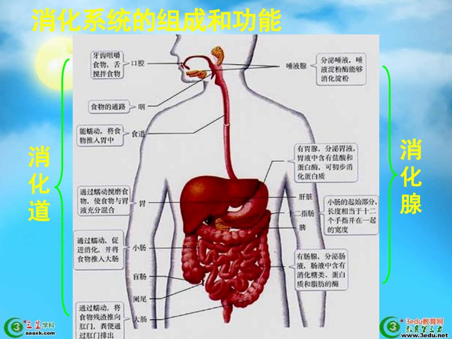 七年级的生物消化与吸收课件_第1页