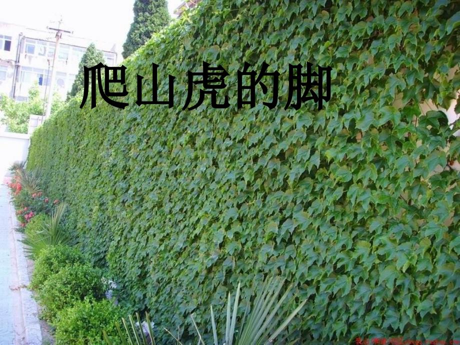 《爬山虎脚》课件课件_第1页