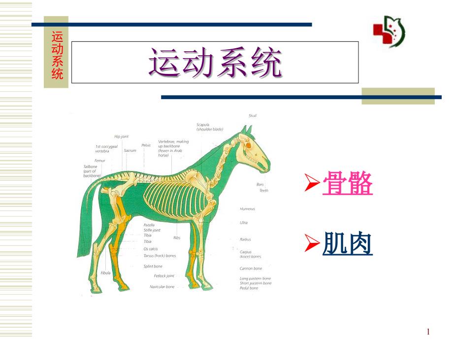 运动系统骨骼课件_第1页