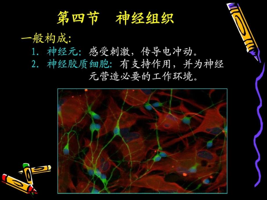 (人体结构学)第二章-基本组织-神经组织课件_第1页