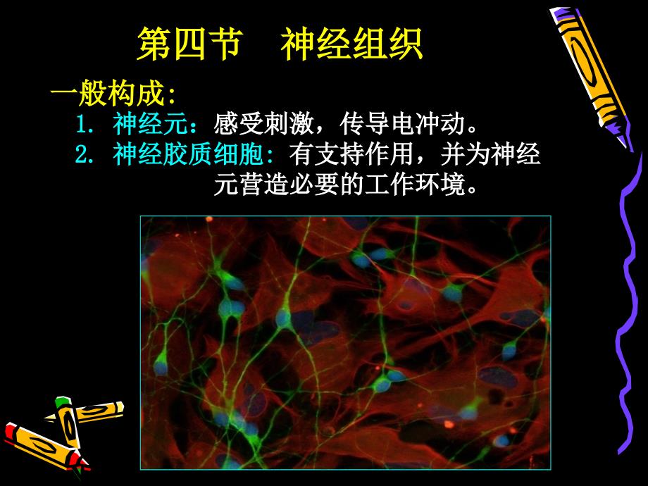 (人体结构学)第二章-基本组织--神经组织课件_第1页