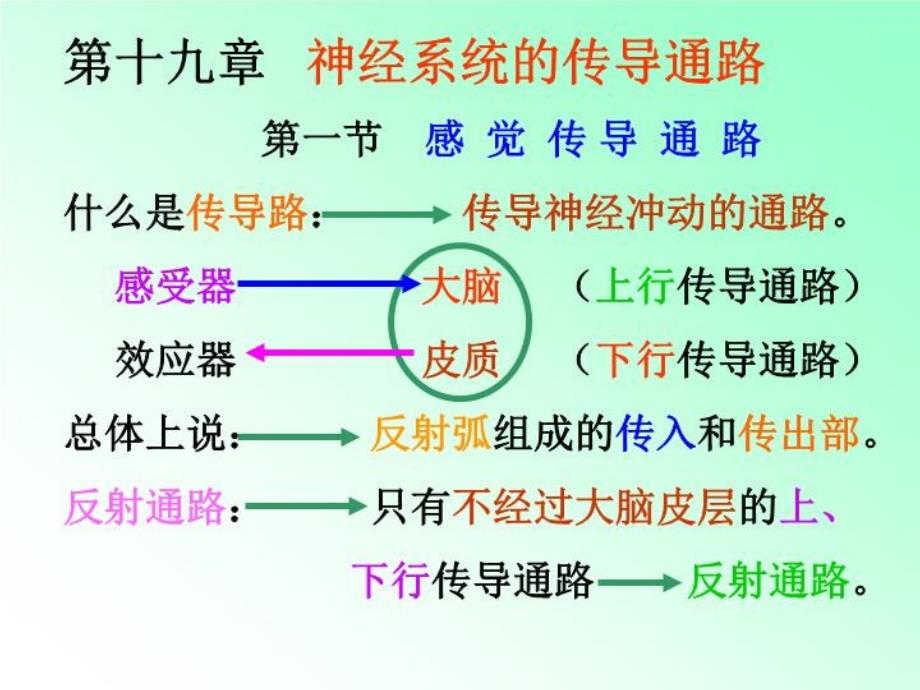 《解剖学传导路》课件_第1页