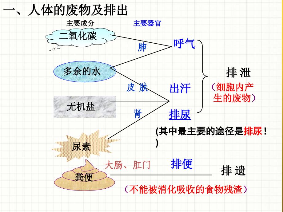 人体内废物排出课件_第1页