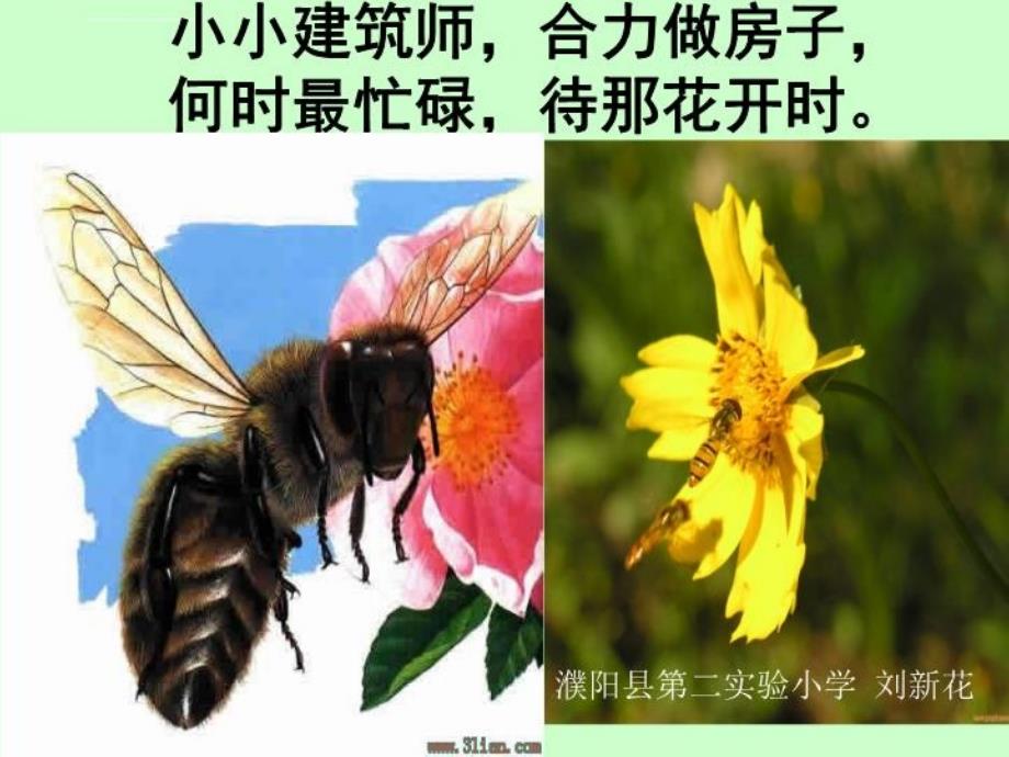 人教版小学二年级下蜜蜂引路课件_第1页