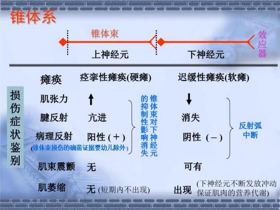 《神经系统症候学》课件_第1页