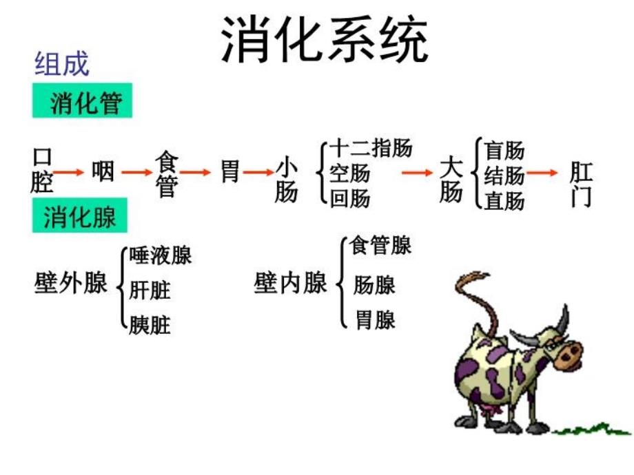 消化系统-PP课件11_第1页