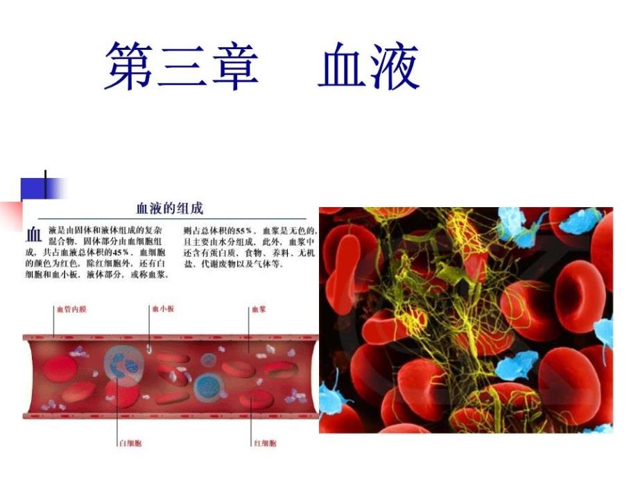 动物生理学第三章血液课件_第1页