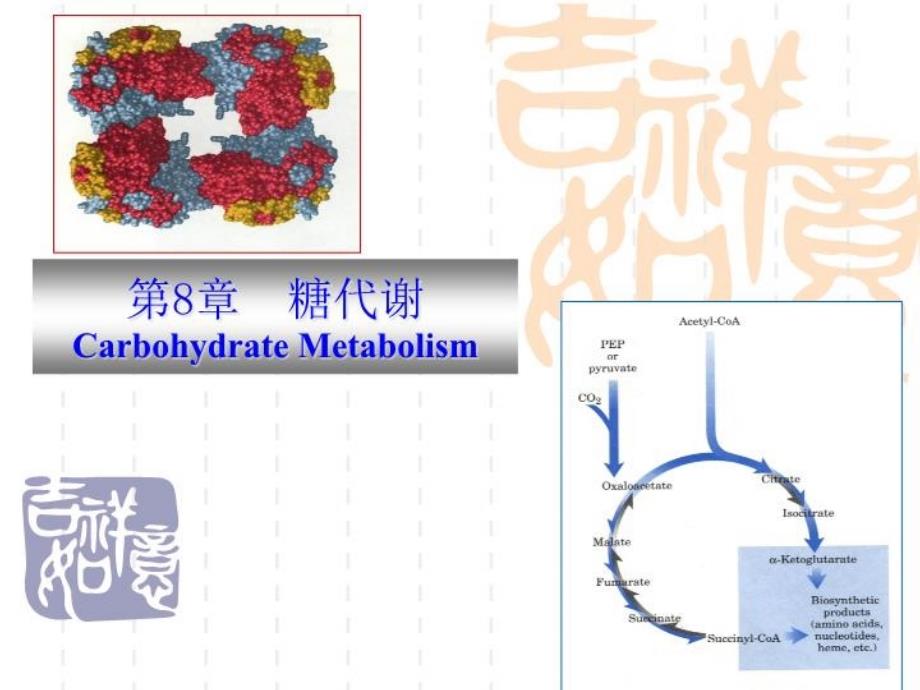 动物生物化学第八章糖类代谢课件_第1页