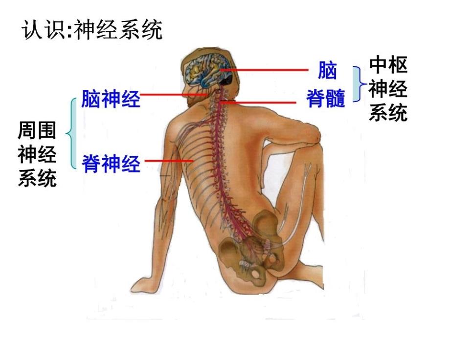 神经系统的调节第二课时课件_第1页