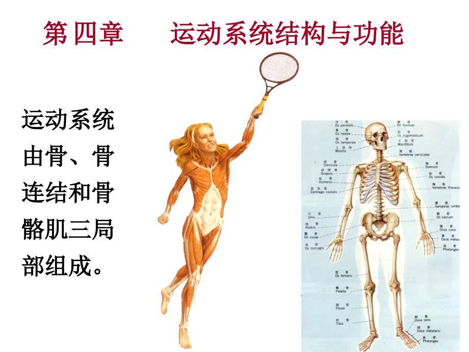 人体解剖生理学课件-第四章运动系统结构与功能_第1页