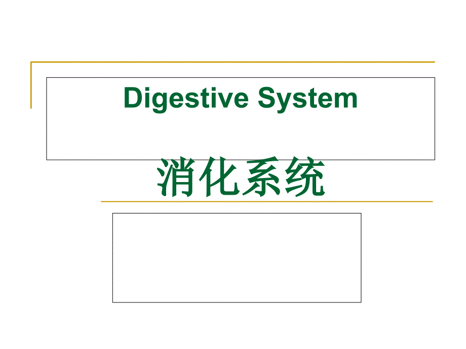 消化系统DigestiveSystem课件_第1页