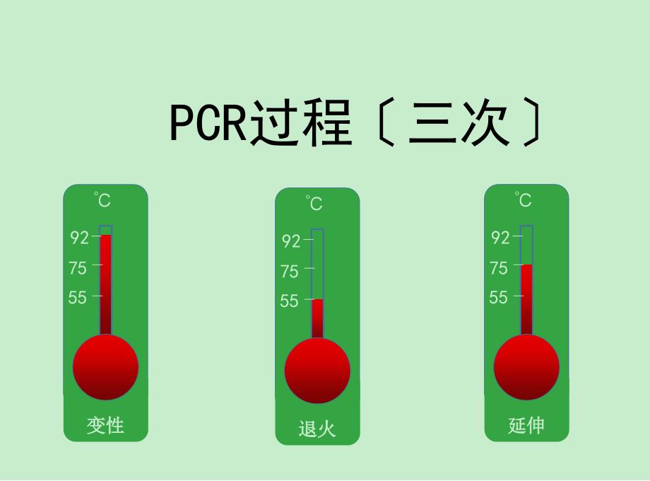 高中生物PCR模型动画_第1页